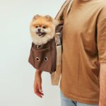 Как выбрать идеальную переноску для собаки или кошки для путешествий?