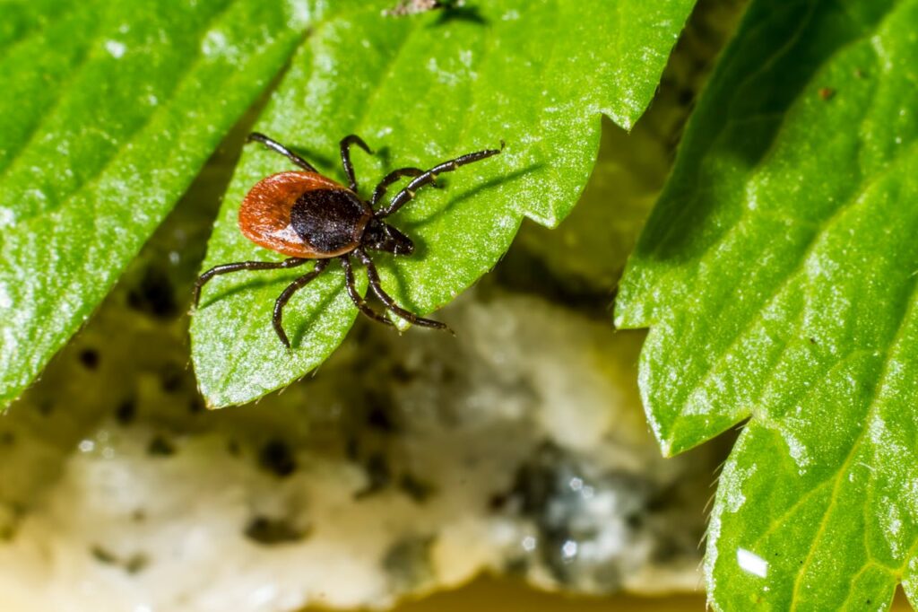 Dog running in grass, a potential tick habitat.
