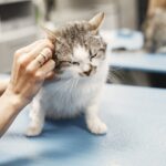 Чипирование животных: Зачем это нужно, как проходит процедура и где ее сделать?