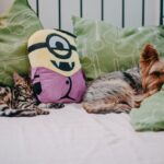 Летний зной: Как защитить собаку и кошку от перегрева, теплового удара, клещей и других сезонных опасностей?