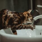 Trinkt Ihre Katze genug? Die Bedeutung der Hydration und wie Sie Ihre Katze zum vermehrten Trinken animieren können