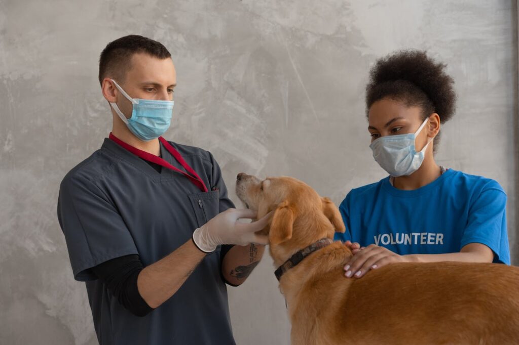 Vet examining a dog in a clinic.