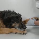 Puce électronique pour animaux : pourquoi, comment se déroule la procédure et où la faire