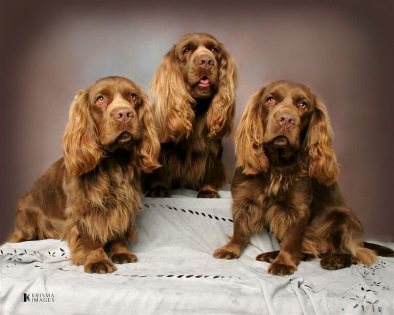 Sussex Spaniel
