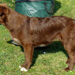 Aidi (Cão do Atlas)