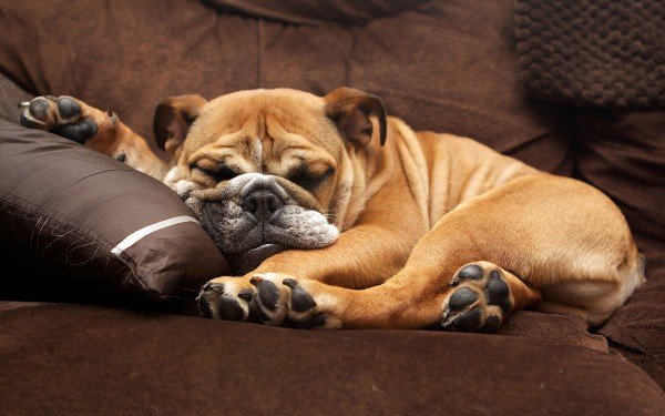 Bulldog Anglais