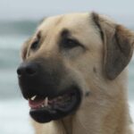 Anatolian Shepherd Dog (Karabash)