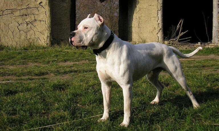 Dogo Argentinian