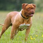 Dogue de Bordeaux