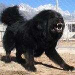 Mastifful Tibetan