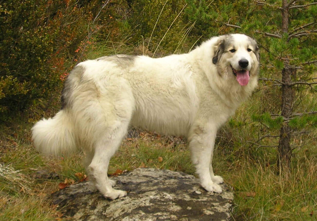 Pyrenäenberghund