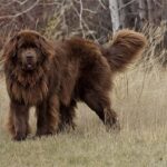 Newfoundland