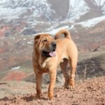 Shar Pei