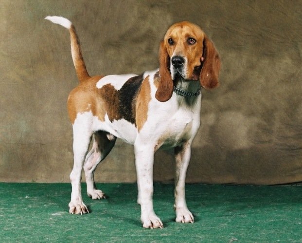 Retrato de um Cão d'Artois