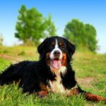 Bernese Mountain Dog
