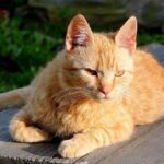 Бразильський короткошерстий кіт
