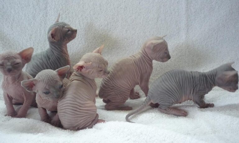Don Sphynx