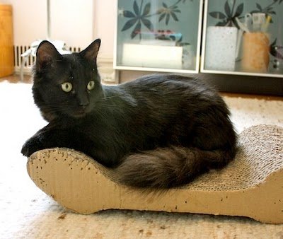 Gato York Chocolate bicolor