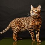 Bengal Cat
