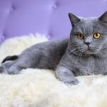 Gato Británico de Pelo Corto