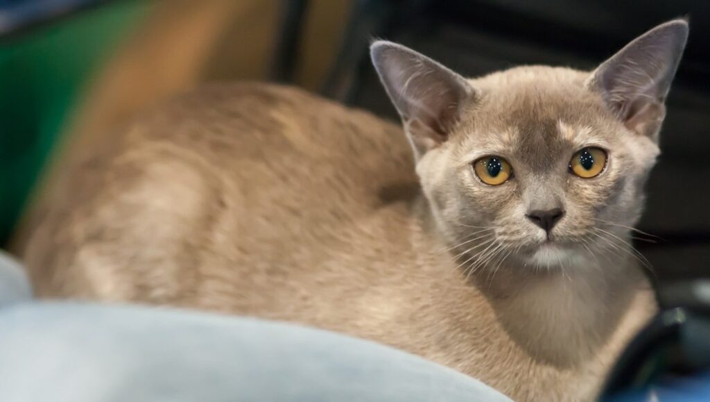 Gato burmese