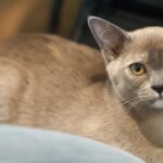 Burmese Cat
