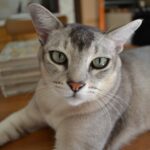 Burmilla