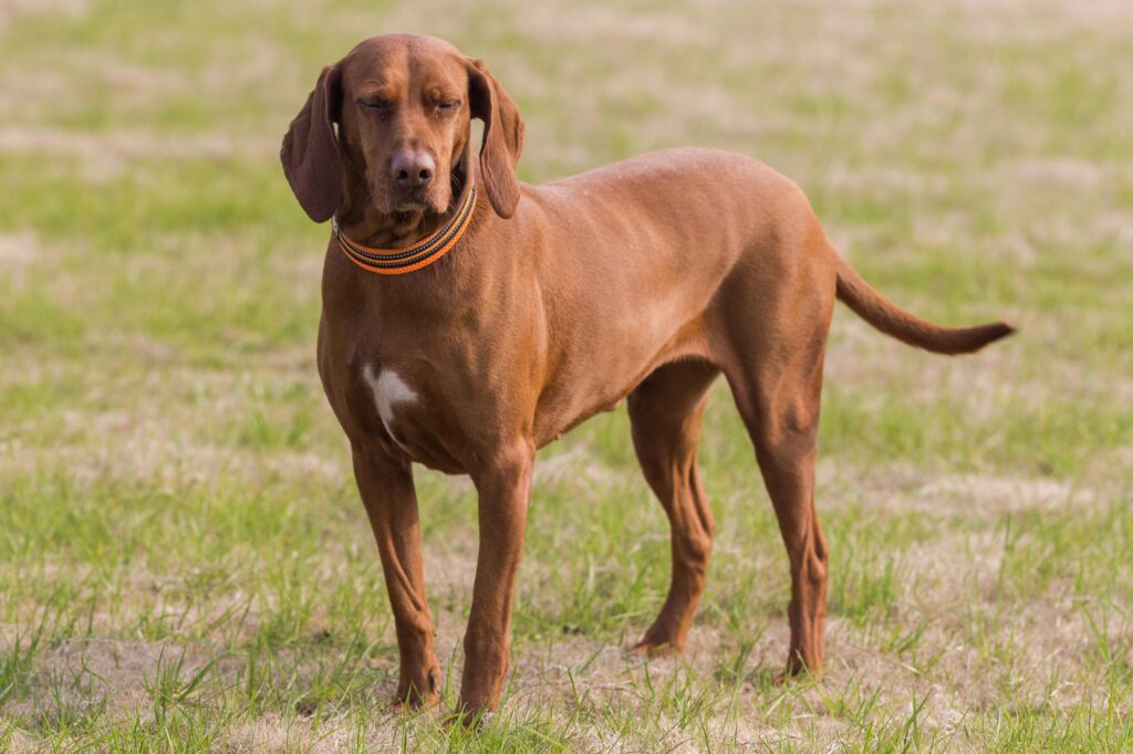 Coonhound czerwony