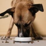 Futtermittelallergie beim Hund: Wie erkennt man die Symptome und wählt die richtige Ernährung