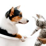 How to properly introduce a dog to a cat: Tips for peaceful co-existence