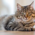 «Mon chat ne m'aime pas» : Comment créer un lien avec un chat indépendant ou craintif ?