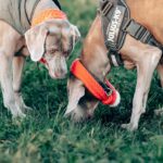 Pourquoi le chien mange-t-il de l’herbe, de la terre ou des excréments ? Causes et Solutions