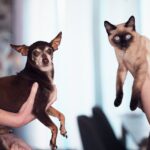 Übergewicht bei Hund oder Katze: Wie setzt man das Haustier sicher auf Diät