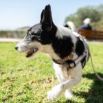 Dog barks at other dogs or people on a walk: How to handle reactivity?