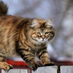 Kurilian Bobtail Longhair