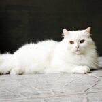 Turkish Angora