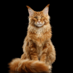 Maine Coon
