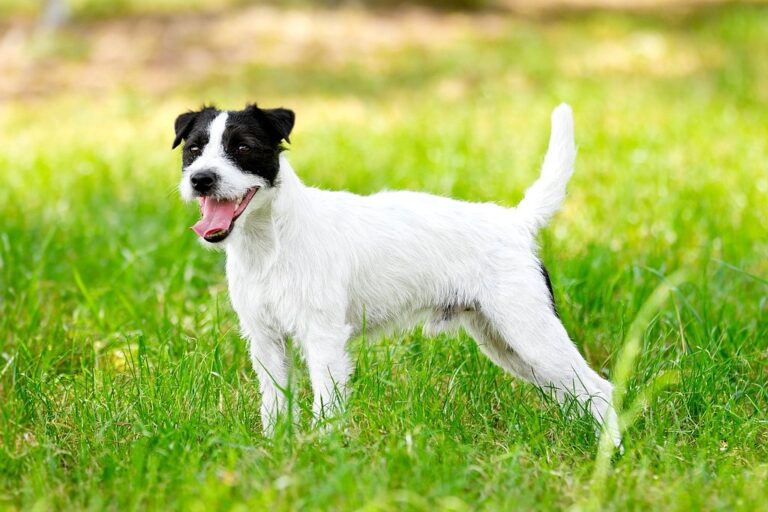 Parson Russell Terrier