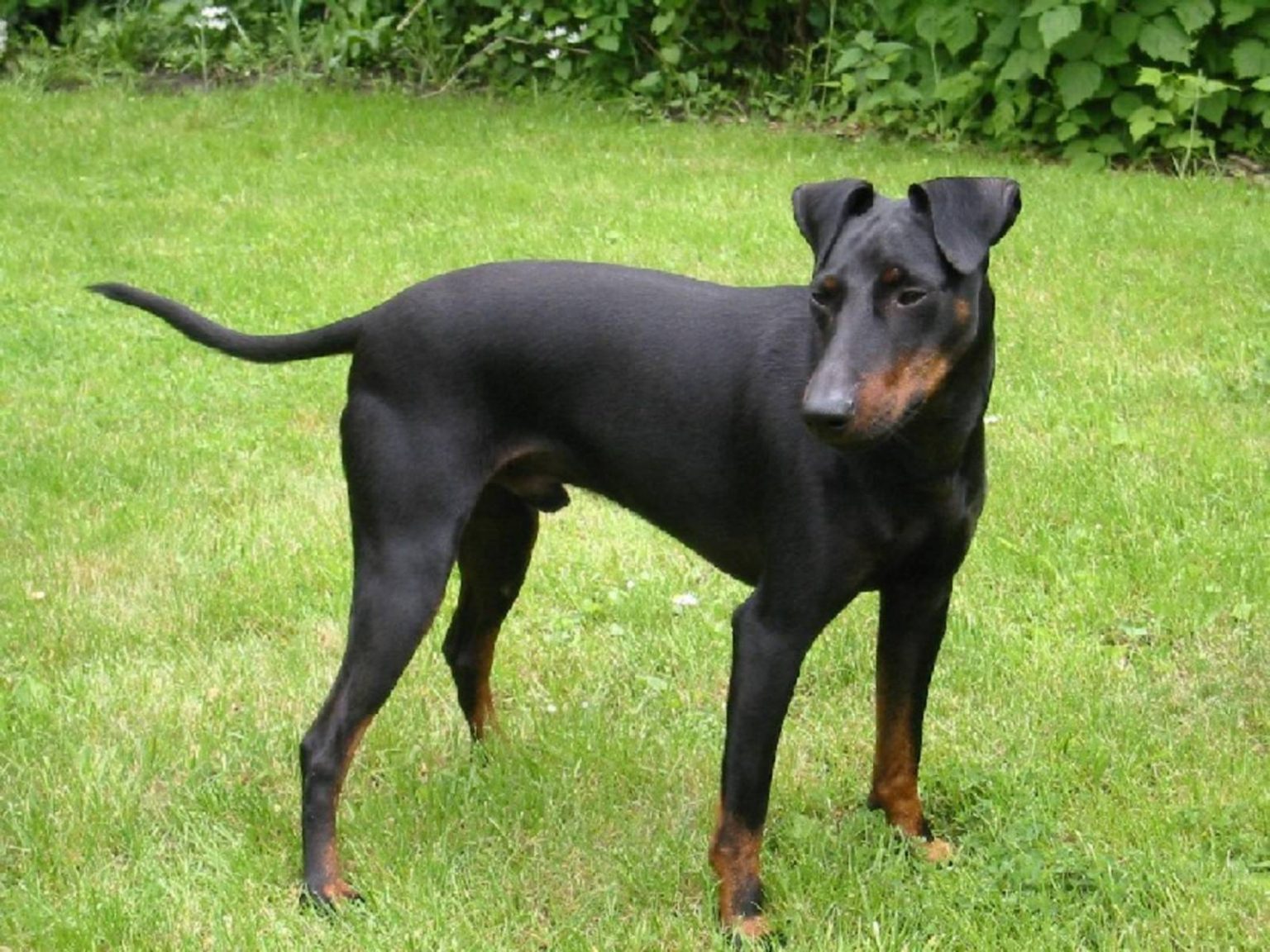 Porträt eines Manchester Terriers