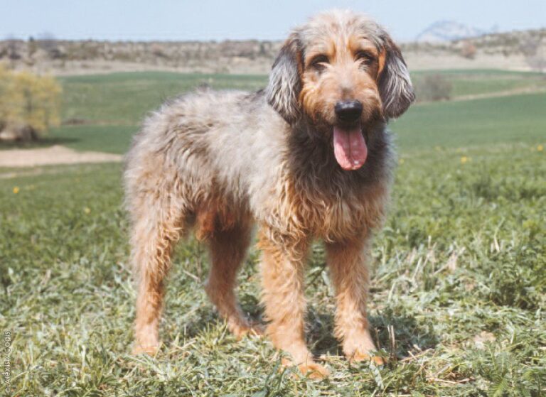 Gryfon nivernais