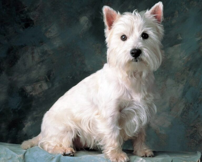 Glen of Imaal Terrier