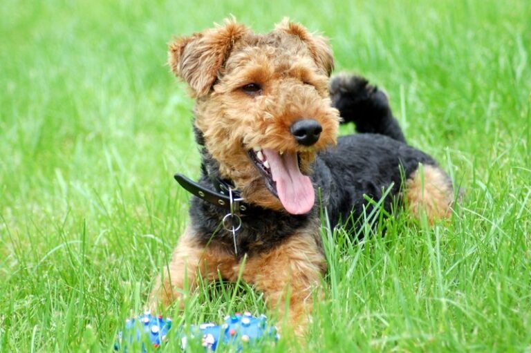 Welsh terier