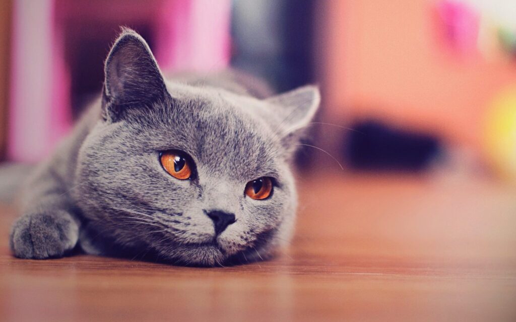 Korat