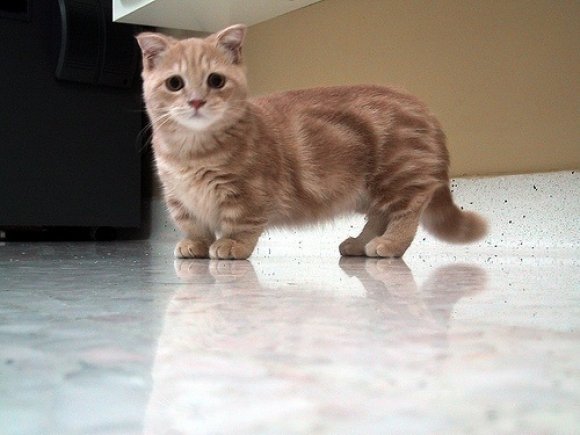 Gato Munchkin de pelo longo