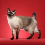 Mekong Bobtail