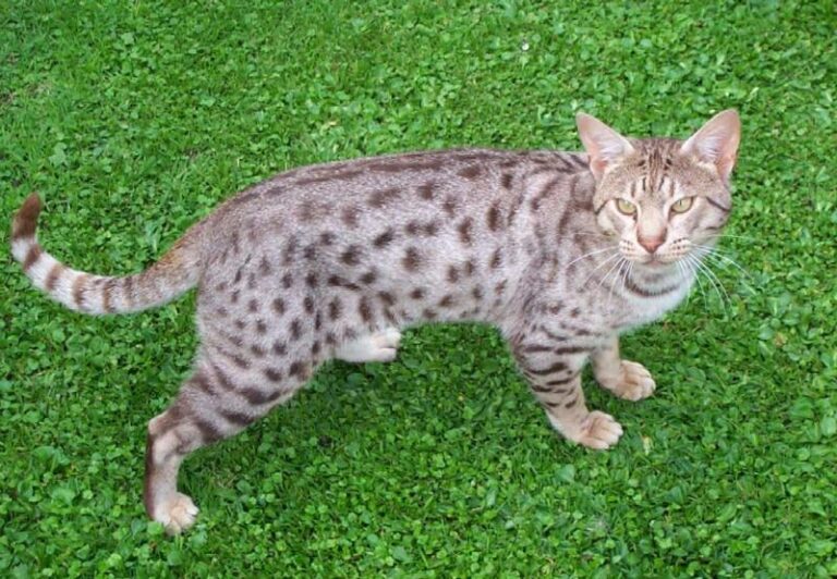 Ocicat