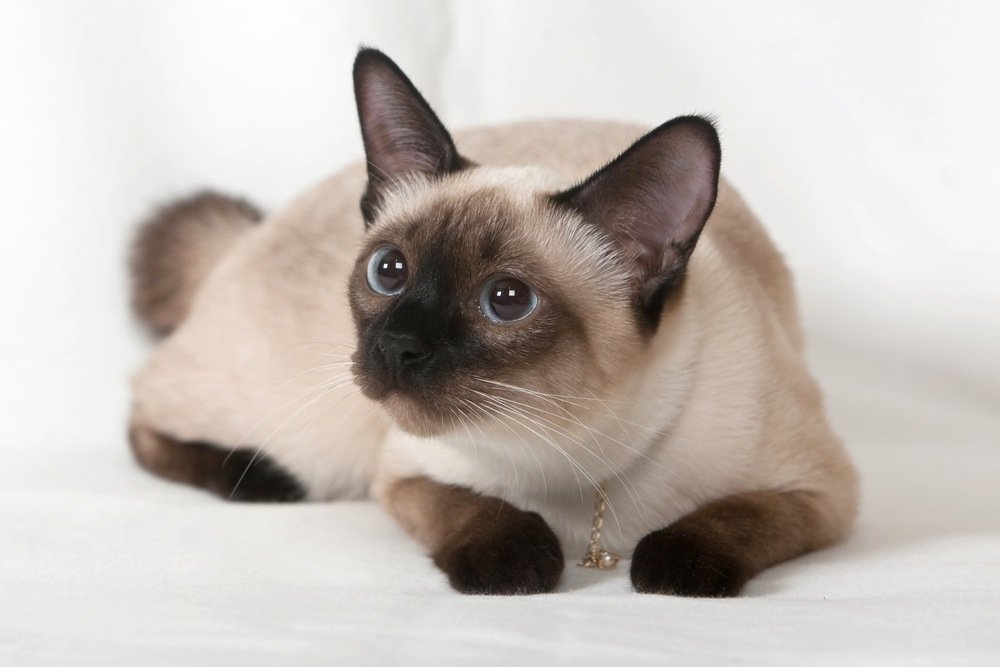 Siamkatze mit charakteristischer Seal-Point-Färbung