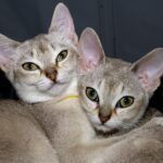 Singapura Cat