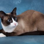 Snowshoe Cat