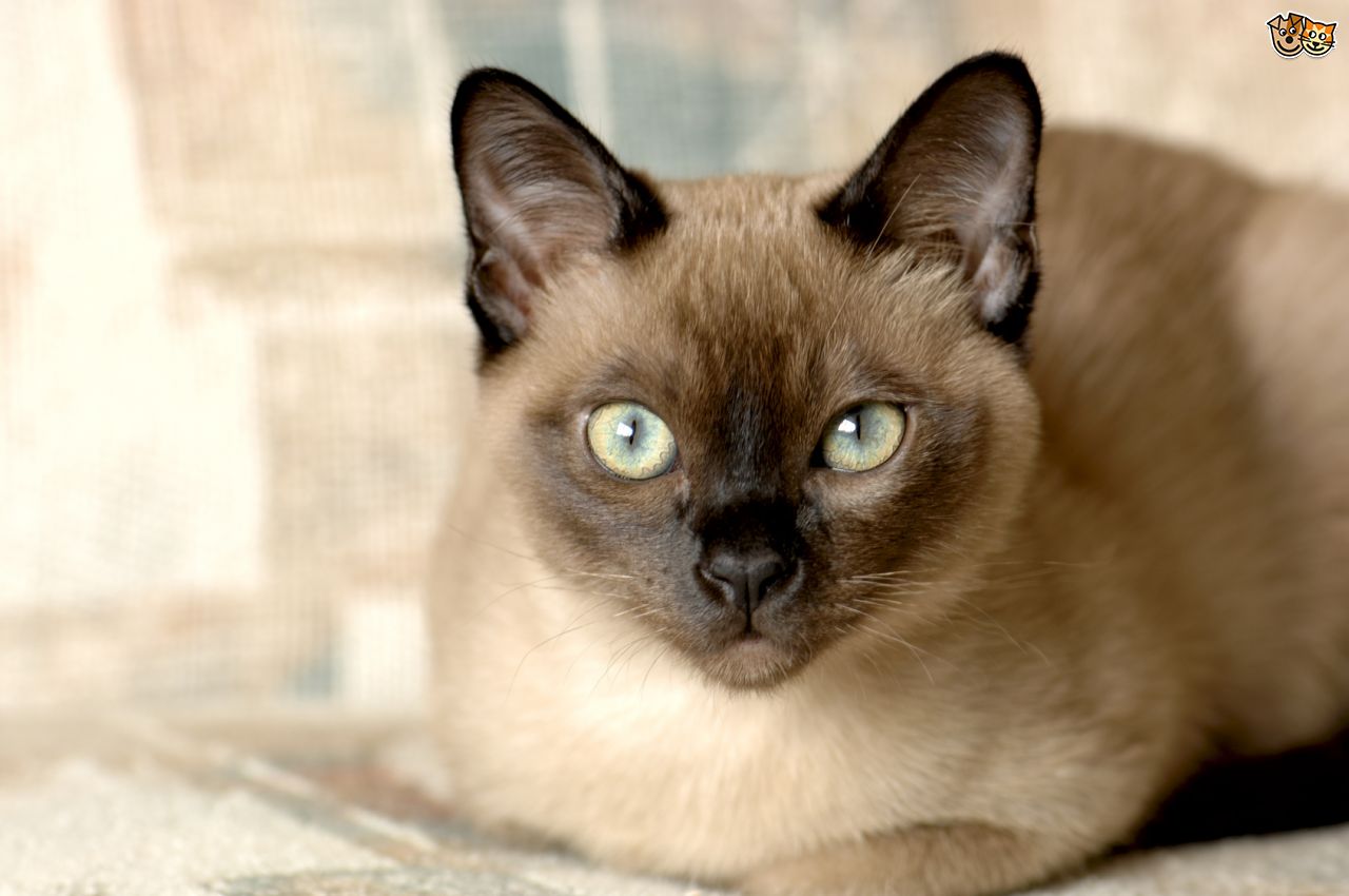 Tonkinese cat breed logo